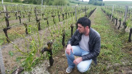 Cyril Giresse dans ses vignes à Samonac, près de Bourg sur Gironde, le 26 mai 2018. (PIERRE-MARIE GROS / RADIOFRANCE)