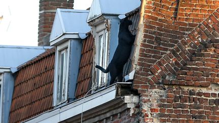 La panthère Louise sur un toit de maison à Armentières, près de Lille, le 18 septembre 2019. (BAZIZ CHIBANE / MAXPPP)