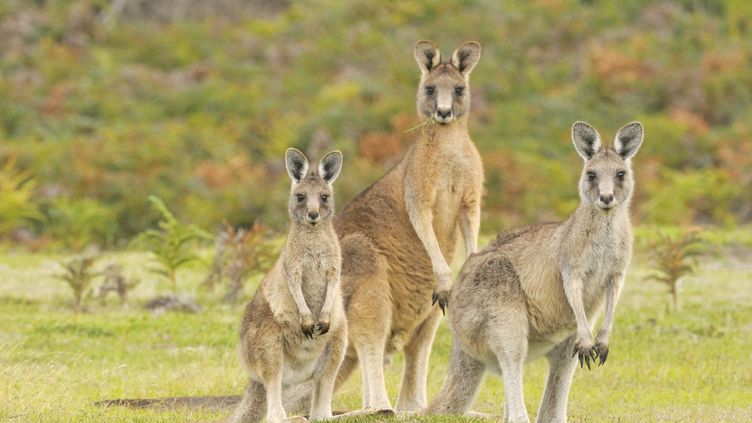 La Plus Ancienne œuvre D Art Parietal Australienne Est Un Kangourou Peint Il Y A 17 000 Ans Par Des Aborigenes