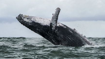 Une baleine à bosse, le 12 août 2018, dans le&nbsp;Parc national naturel d'Uramba Bahia Malaga, en Colombie. (MIGUEL MEDINA / AFP)