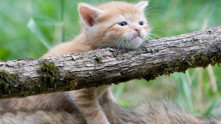 Au mois de juillet, plus de 2 600 animaux ont été abandonnés