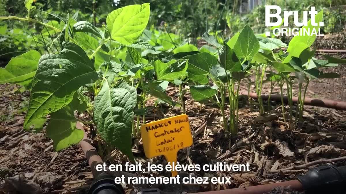 Un potager hydroponique dans mon collège