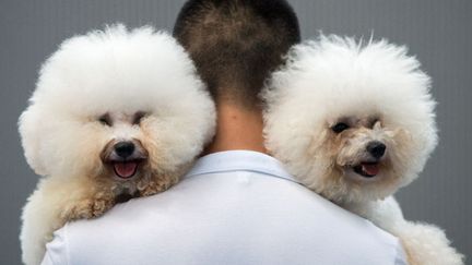 Un homme porte ses deux bichons fris&eacute;s apr&egrave;s leur participation &agrave; un concours canin &agrave; Hangzhou (Chine), le 7 septembre 2014. (JOHANNES EISELE / AFP)