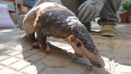 Un pangolin&nbsp;à Qingdao dans la province du Shandong dans l’est de la Chine, le 14 septembre 2017 (photo d’illustration). (WANG HAIBIN / MAXPPP)