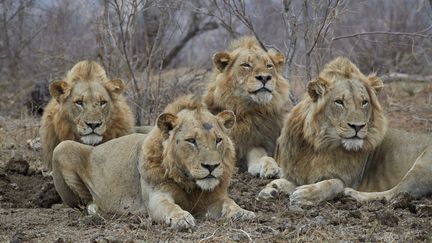 Des lions dans le parc national Kruger, en Afrique du Sud, en 2016. (JAMES HAGER / ROBERT HARDING PREMIUM / AFP)