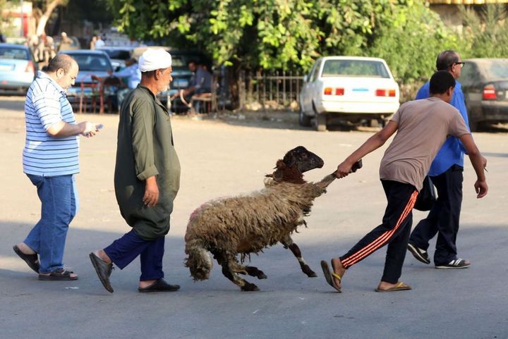 Nombreux clients pratiquent directement le sacrifice à la maison, faisant appel à des bouchers à domicile.

	  (Xinhua - Sipa - Ahmed Gomaa)