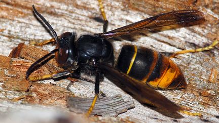 Environnement : le frelon asiatique se montre avec une saison de retard