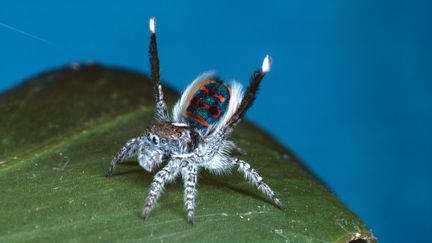 Une nouvelle espèce d'araignée-paon, comme celle-ci photographiée en 2004, a été découverte dans le nord de l'Australie, en 2017. (AUSCAPE / UIG / UNIVERSAL IMAGES GROUP / GETTY IMAGES)