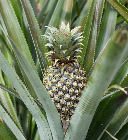 Un ananas sur pied (AFP - FRANK MAY - PICTURE ALLIANCE - DPA)