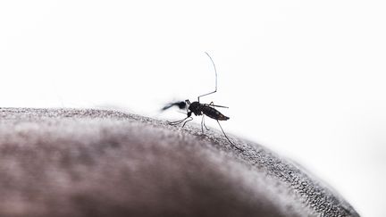 Le dengue est transmise par les moustiques Aedes. (SOUMYABRATA ROY / NURPHOTO / AFP)