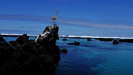 L'archipel des Galapagos,&nbsp;situé dans l'Est de l'océan Pacifique et à la latitude de l'équateur,&nbsp;le 11 octobre 2016. (NACHO DOCE / REUTERS)