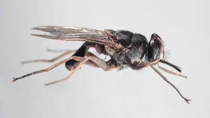 La&nbsp;mouche tsé-tsé (glossina palpalis) vit en Afrique australe et peut être vectrice d'un parasite à l'origine de la maladie du sommeil, une maladie mortelle. (BLANCHOT PHILIPPE / HEMIS.FR)