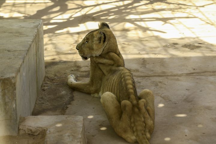 Lionne affamée dans sa cage au zoo de Khartoum, le 19 janvier 2020. (ASHRAF SHAZLY / AFP)