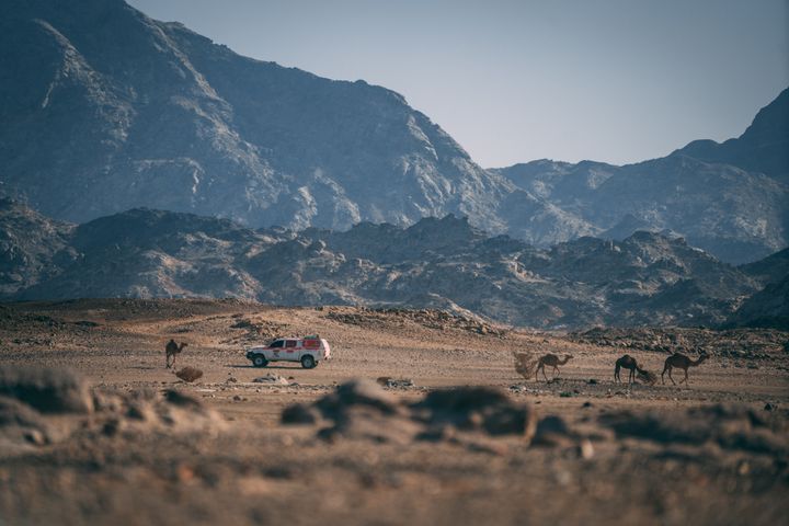 Des dromadaires croisés lors des reconnaissances du Dakar 2021