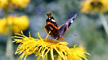 Un papillon Amiral rouge butine une fleur dans un jardin de Schoenebeck, dans l'est de l'Allemagne, le 23 juillet 2012. (PETER FOERSTER / DPA / AFP)