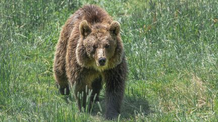 Un ours brun se déplace dans le parc animalier des Angles (Pyrénées-Orientales), le 5 août 2019. (MAMY S?BASTIEN / HEMIS.FR / AFP)