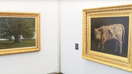 Le veau blanc de Gustave Courbet exposé au musée d'Ornans dans le Doubs (France 3 Besançon)