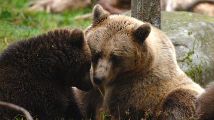 Une ourse et ses petits ont &eacute;t&eacute; abattus par des gardes forestiers &agrave; Edsbynen (Su&egrave;de), indique la police, le 11 mai. (Photo d'illustration.) (PIERRE VERNAY / BIOSPHOTO / AFP)