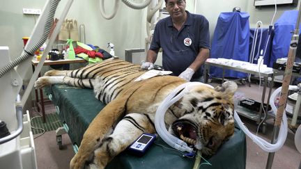 Le tigre du zoo de Gaza "Laziz" a été endormi pour faciliter son transfert.. (MENAHEM KAHANA / AFP)