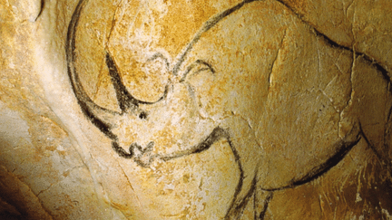 Dessin d&#039;un rhinocéros sur un mur de la grotte Chauvet
 (DR)