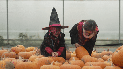 Halloween : plongée dans un atelier de découpe de citrouille (France 2)