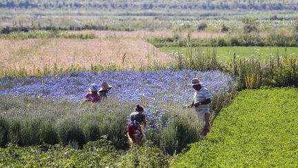 Des producteurs de plantes médicinales récoltent des bleuets dans le sud de l'Albanie, en juillet 2019. (GENT SHKULLAKU / AFP)