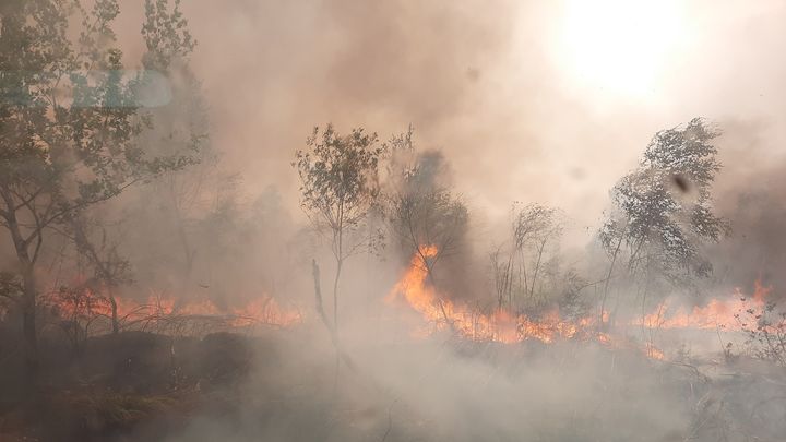 Incendie de Landiras en Gironde, &nbsp;en août 2022.&nbsp; (MARIE ROUARCH / RADIO FRANCE / FRANCE BLEU)