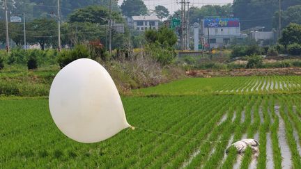 Un ballon envoyé par la Corée du Nord, qui a atterri dans une rizière de Seonwon-myeon (Corée du Sud), en juin 2024. (AFP)