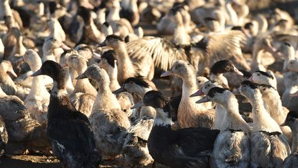 Des canards dans une exploitation de Dordogne, en décembre 2017. (REMY GABALDA / AFP)