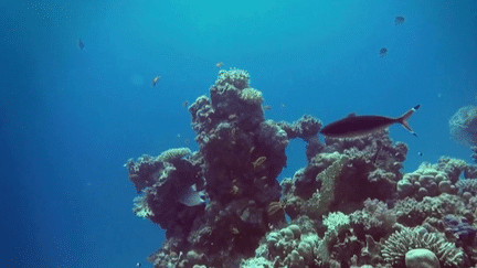 Environnement : en mer Rouge, un corail résiste mieux que partout au réchauffement des océans (France 3)