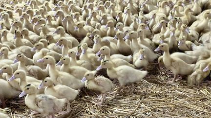 Dans un élevage du Périgord, des canards sont vaccinés contre la grippe aviaire, en novembre 2023. (EMMANUEL CLAVERIE / RADIO FRANCE)