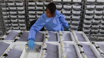 Une biologiste brésilienne manipule des larves de moustiques génétiquement modifiés, à Rio de Janeiro, le 29 août 2017. (APU GOMES / AFP)