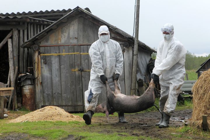 Les employés des services sanitaires russes transportent la carcasse d'un porc mort de la grippe porcine, en vue de son incinération, dans le village d'Ozerki, en Russie, le 13 mai 2012.&nbsp; (KONSTANTIN CHALABOV / SPUTNIK / AFP)