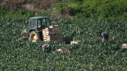 Des agriculteurs travaillant sur l'île de Batz, en Bretagne, en mars 2017.&nbsp; (PHOTO12 / GILLES TARGAT / AFP)