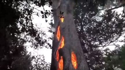 Les flammes consument&nbsp;cet arbre de Californie (Etats-Unis) de l'intérieur.&nbsp; (YOUTUBE)