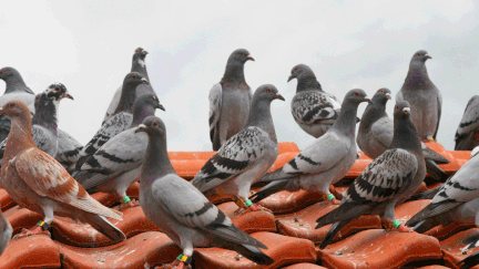  (Après les pigeons, la start-up à l'origine du projet espère bientôt équiper des Londoniens avec ces capteurs © MaxPPP)