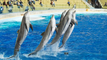 Des dauphins au parc Marineland d'Antibes dans les Alpes Maritimes, le 22 mars 2016. (CHAPUT FRANCK / HEMIS FR)