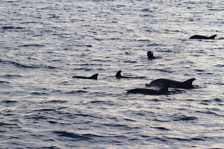 Michel Nox, au milieu des dauphins, lors de sa traversée de la Méditerranée.  (GABRIELLE.PROMPT)