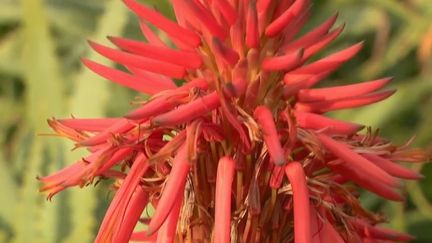 Côte d'Azur : au détour d'un jardin tropical fleuri en hiver