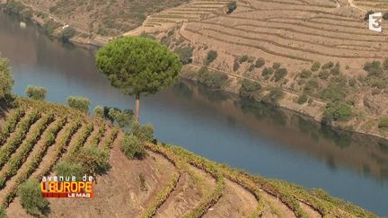 Portugal : la vallée du Douro et son vignoble classé au patrimoine de l'Unesco