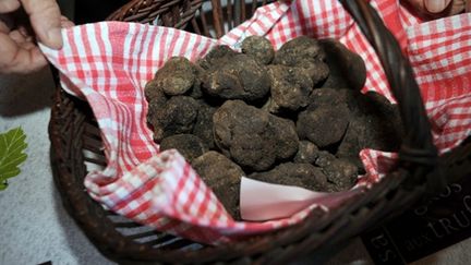 Les truffes, un précieux champignon parfumé qui se négocie autour de 800 euros le kilo (AFP - Jean-Pierre Muller)