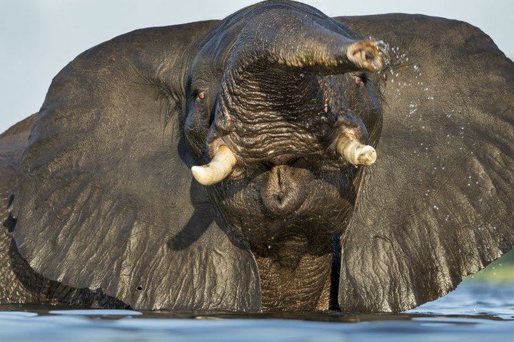 Un éléphant dans la rivière de Chobe au Botswana, pays africain très engagé dans la lutte contre la vente de l'ivoire. (Photo AFP/Paul Souders)