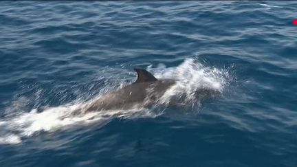 Au large du Grau-du-Roi (Gard), à bord d’un catamaran, des touristes partent à la rencontre des dauphins. (France 2)