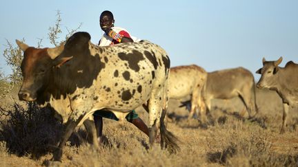 Au&nbsp;nord et au centre du Kenya, la sécheresse est de plus en plus présente, obligeant les éleveurs à parcourir de nombreux kilomètres avant de trouver de quoi&nbsp;nourrir leurs troupeaux. Photo prise le 23 janvier 2017 sur le plateau nord-ouest du mont Kenya. (TONY KARUMBA / AFP)