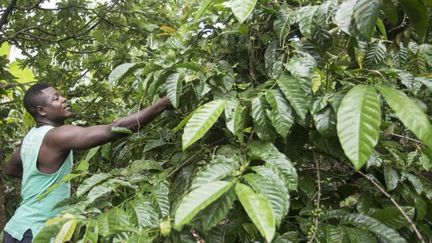 Un caféier de la variété Robusta dans une ferme de Leklebi Agbesia, région de la Volta (est du Ghana). (CRISTINA ALDEHUELA / AFP)