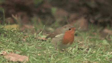 Biodiversité : la LPO organise son opération annuelle de comptage des oiseaux (France 3)