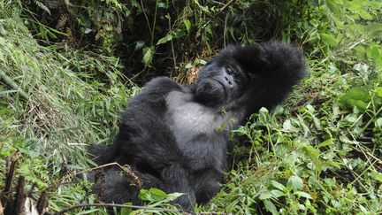 Un gorille de l'espèce "Gorilla beringei" dans le&nbsp;Parc national des Volcans (Rwanda), le 26 août 2014. (SUZI ESZTERHAS / MINDEN PICTURES)