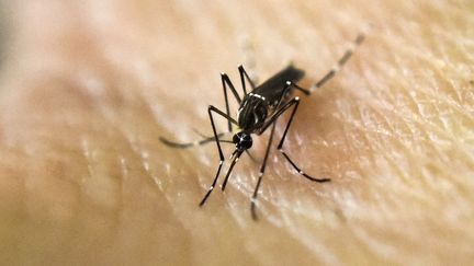 Un moustique tigre, responsable de la transmission du virus Zika, est &eacute;tudi&eacute; dans un laboratoire de Cali (Colombie), le 25 janvier 2016. (LUIS ROBAYO / AFP)