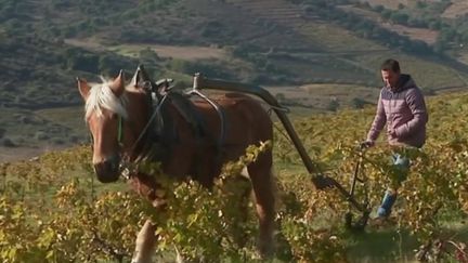 Labourer les champs dans un total respect de l'environnement. Pour cela, il faut revenir à une méthode ancienne : le labour à cheval. (France 3)