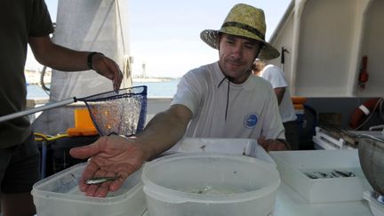  (Photo prétexte - Recensement des poissons dans l'étang de Berre © Maxppp)